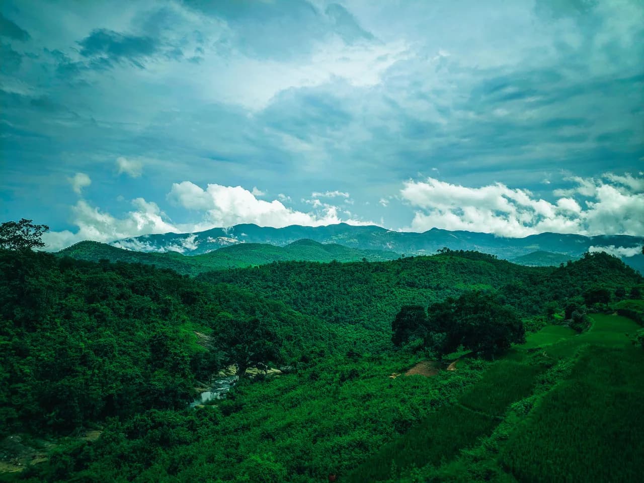 Araku Pinery