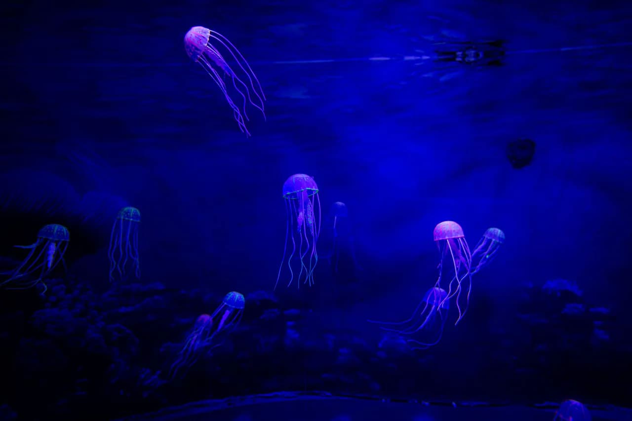Lokaranjan Aqua World Underwater Zoo