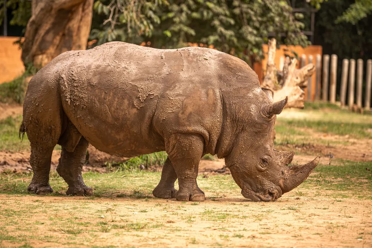 Sri Chamarajendra Zoological Gardens